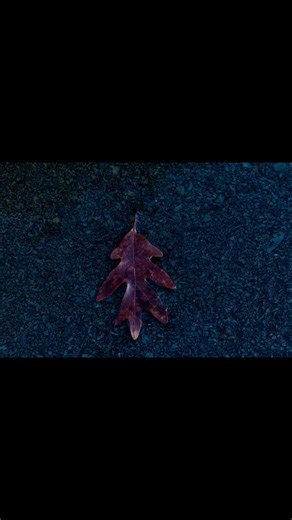 Thanksgiving Break Photography Highlights