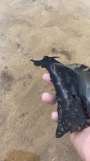 Exploring the Black Sea Slug: A Fascinating Encounter