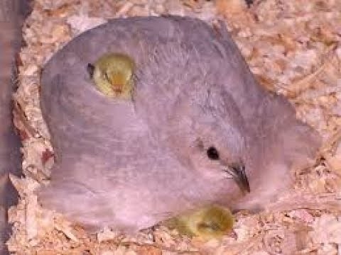 Button Quail Chicks Hatching (Part 1)