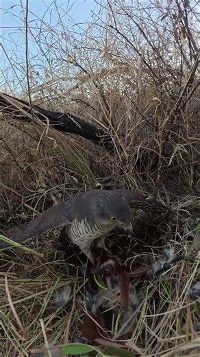 Incredible! Goshawk Catches Amazing Coucal