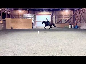 Westley (Beachside) 2016 OTTB gelding first ride at kivu