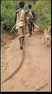 Big snake catch #fyp #viral #Amazon #snake | Manuchim creation Tv