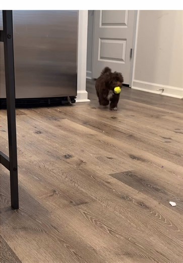 Adorable Puppy Moments with Yogi Bear