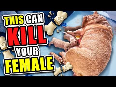 Eclampsia in Dogs: Early Signs & Prevention Tips