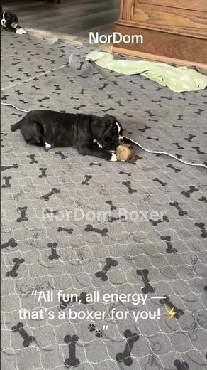 All fun, all energy - that’s a boxer for you | Nordom German Boxers Kennel | Boxer puppies for sale