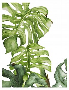 Watercolour Practice : Botanical Illustrations
