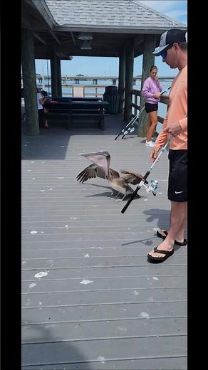 The BEST Pier Fishing in the WORLD!