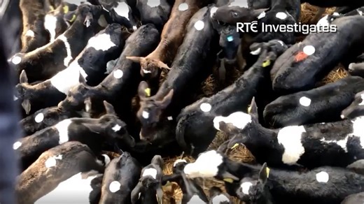 The climate cost of Ireland's dairy boom
