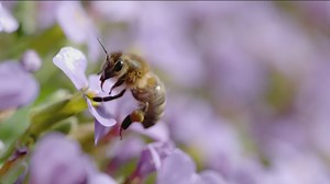 What's the buzz with bees in the Treasure Valley?