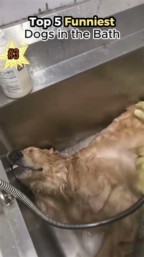 Top 5 Funniest Dogs in the Bath