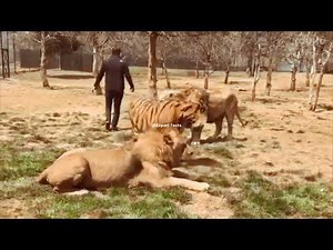 Lion vs Siberian tiger ‐Size Comparison -Alcyone vs Ilanga- Shoulder height comparison