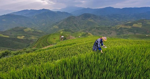 Digital Farming Solutions