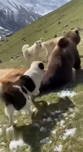 Dogs save cow from danger!