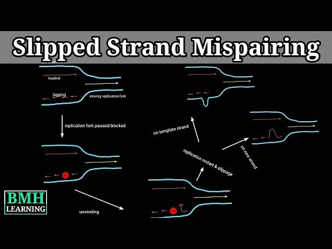 Slipped Strand Mispairing | DNA Polymerase Slippage | Slipped DNA |