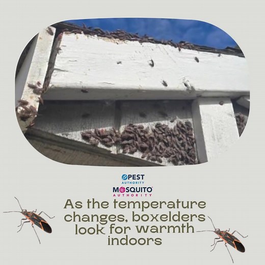 This was a recent pest control job where the client had a massive number of boxelders on the exterior of their home. Boxelders typically come out in Fall as they are seeking warmer areas. While they do not typically cause structural damage, they can stain surfaces. They can also give off an odor similar to stink bugs when crushed. We can help prevent them from making their way into your home. Call/text us today - 262-788-9162 | Mosquito Authority