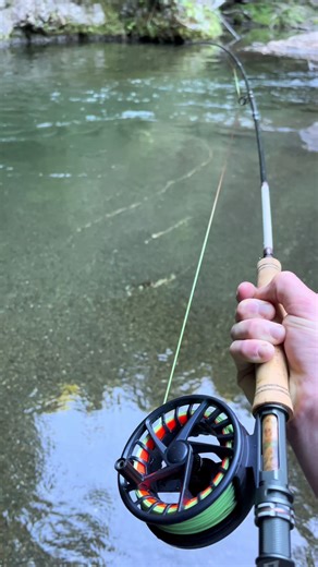 Trout Fishing Adventure in New Zealand