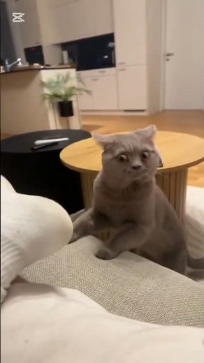 Try Not To Laugh 😂 | Funny Pets & Animal Fails Compilation