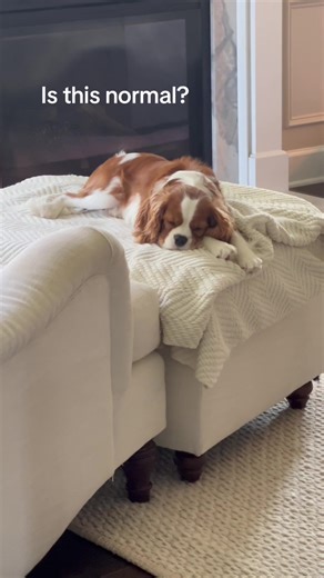 Hilarious Dog Sleeping in Funny Position