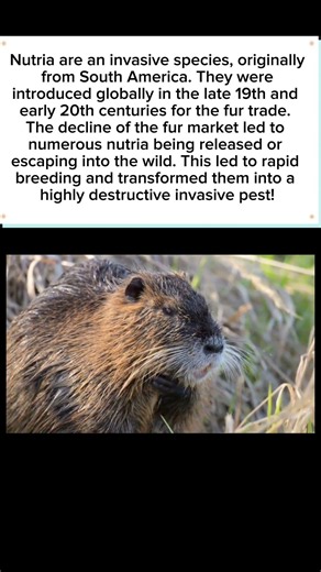 The Giant Swamp Rat