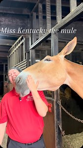 74K views · 4.3K reactions | Royal Carriages on Reels | Facebook