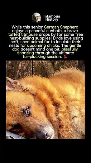 BIRD STEALS FUR FROM SLEEPING DOG FOR NEST
