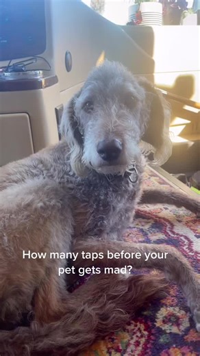 She is so patient. #labradoodle #doodlesofinstagram #rv #rvlife #doglover #doglife #fulltimerv #rvfamily | Wandering Routes