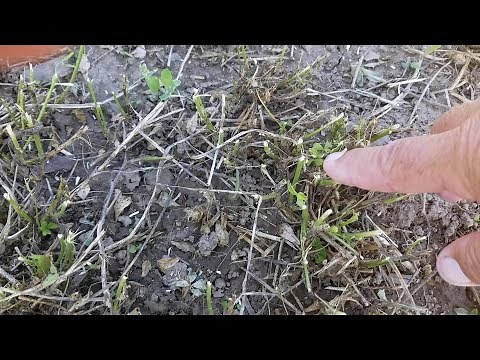 How to cut alfalfa for faster recovery