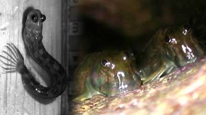 Meet the Pacific Blenny: The Legless Leaping Land Fish