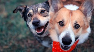 How to protect your pet from pythiosis