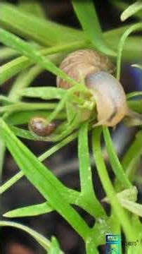 The "Dual-Processor" Eyes (The Tentacles) #bits4bots