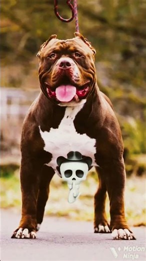 FUNK SONG DOG TRANSFORMATION 🥱🥱🥱💀💀☠️💀🥰