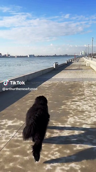 #newfypoo #dogsoftiktok #newfie #newfiesoftiktok