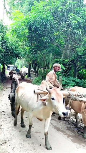 **Watch how the oxen lift a jute-loaded cart.**#Amazing #agriculture #farmers #usa #reelsviral