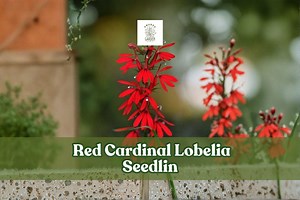 Red Cardinal Lobelia Seedling: Hummingbird Perennial Starter Plant - Etsy
