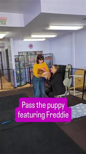 To best socialize your puppies, have many people hold and pet them when they're young. This helps them become confident adults and less likely to become fearful of people. Give your puppy the best start, sign up for our Puppy Great Start class, which begins this Saturday 1/24 at 10am! 🐶 Class is almost full, grab a spot now! 🐕‍🦺 For class schedules, training information and to sign up for a class, workshop or private session, please visit our website: LAsDogTrainer.com #LAsdogtrainer #dogtraı