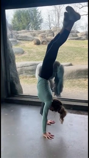 Zoo Moment That Shocked Everyone 🦍