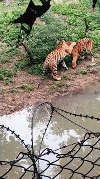 Jungle Showdown: Two Tigers Clash in Epic Battle! 🐯#tiger #jungle