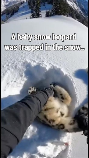 Wolf pack chases baby snow leopard and man!!! #animalrescue #wildliferescue #rainbowleopard
