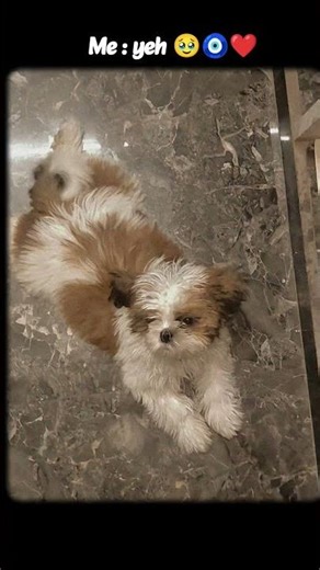 sabse kimti chij 🥹❤️ #coversong #pets #cute #colonelkkjϟ #music #ruby #petlover #petsies #pinkdog