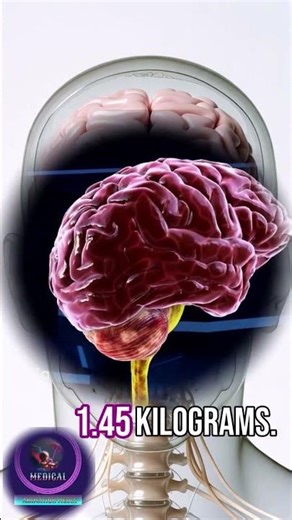 The Command Center: A Deep Dive into Brain Architecture