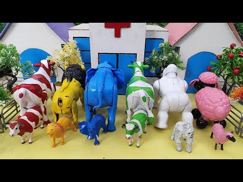 Wadidau ‼️ Proses Sapi Lucu Melahirkan Cesar, Simulasi Potong Sapi Qurbani, Idul Idha.