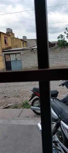 Urban Cat Watching from a Window