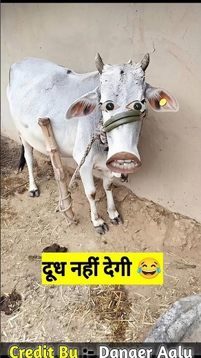 दूध नहीं देगी #comedy #comedy #funny #thetharpuns #shilpisaroja