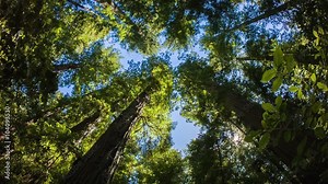 California Redwoods - A wide angle motion control real time shot looking up at giant California red wood trees. Stock Video