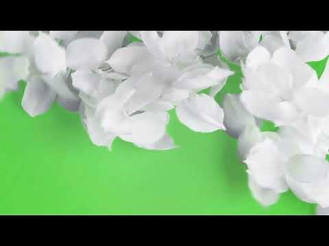 Flower Transition Green Screen l White Flower