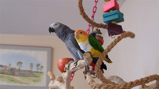 Apollo practicing his talking and answering some questions | Apollo and Frens