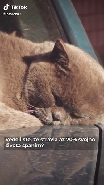 Zaujímavosti o mačkách: Vedeli ste? 🐈