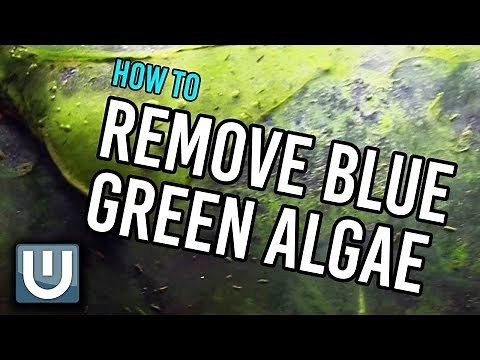 Remove Blue Green Algae from your Aquarium | How To