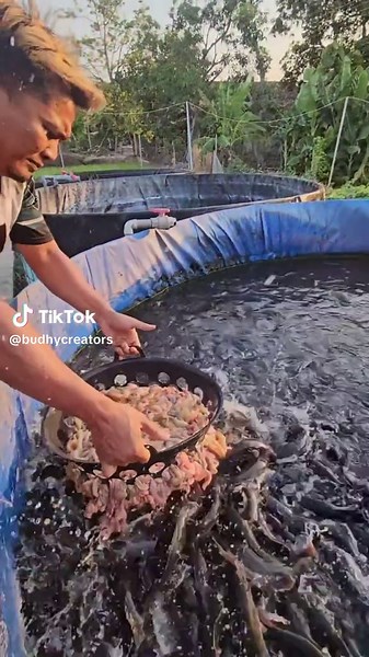 Successful Catfish Farming Guide: Grow Fish Rapidly