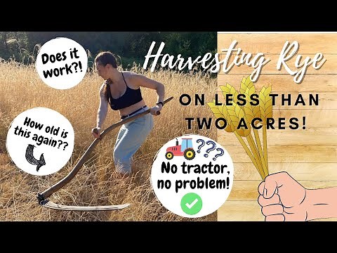 Growing and harvesting RYE on a less than 2 acre homestead!